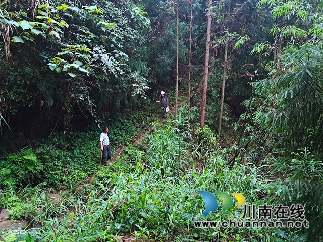 合江石龙镇：七旬老人进山锻炼身体迷路，众人彻夜搜寻16小时最终找到