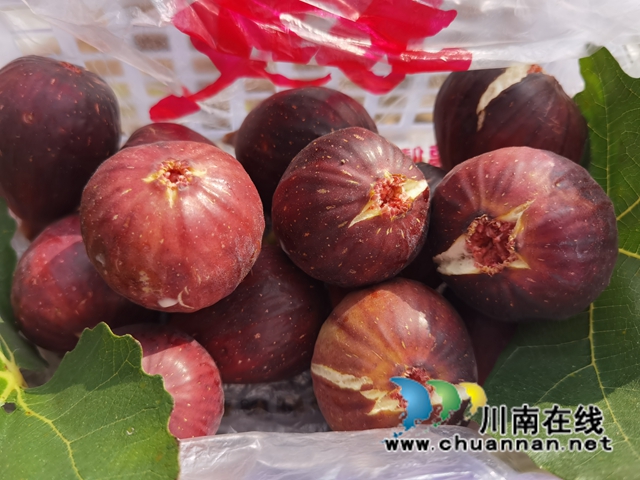 古蔺县永乐街道：新乡贤汪云友的甜蜜事业(图9)