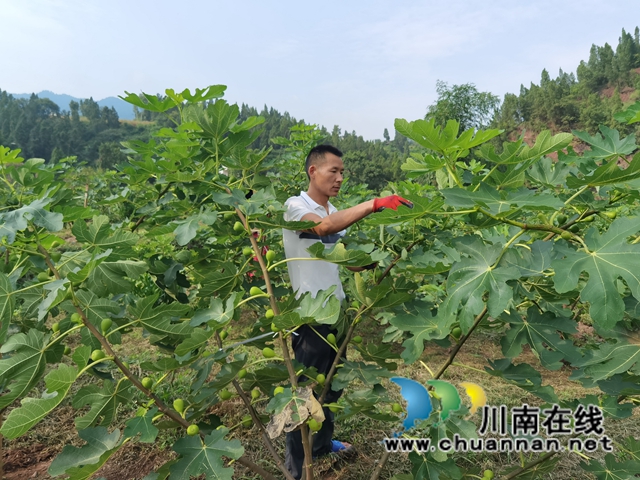古蔺县永乐街道：新乡贤汪云友的甜蜜事业(图14)