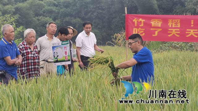 泸县:竹香稻田间观摩会,用事实说话(图2) 泸县:竹香稻田间观摩会,用事实说话(图2)