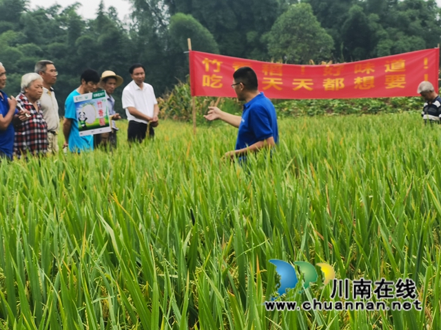 泸县:竹香稻田间观摩会,用事实说话(图3) 泸县:竹香稻田间观摩会,用事实说话(图3)