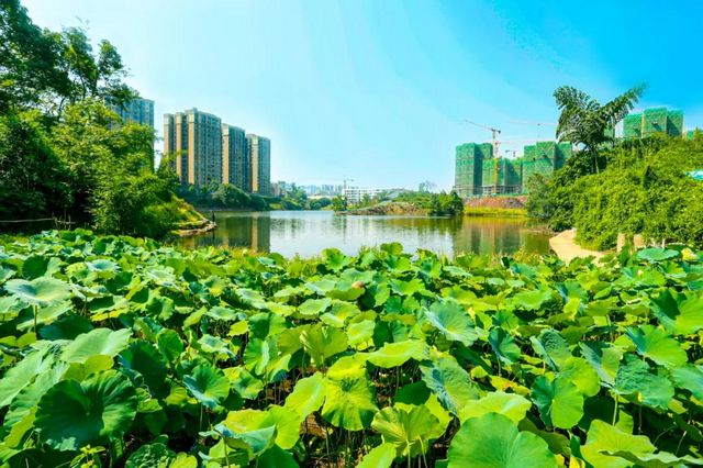 规划面积30公顷！宜宾这个地方将新增一处湿地公园！(图6)