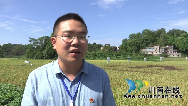 合江：多彩水稻迎丰收，乡村振兴开新局(图8)