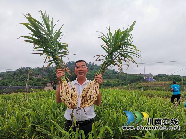 品牌+电商，鲜销+泡姜！泸县牛滩生姜价高走四方(图4)