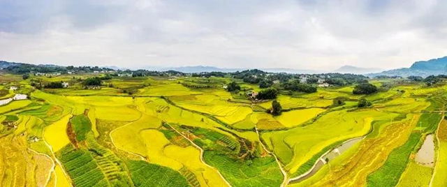 秋收丨叙永：红岩水稻大丰收，满田尽披“黄金甲”(图12)