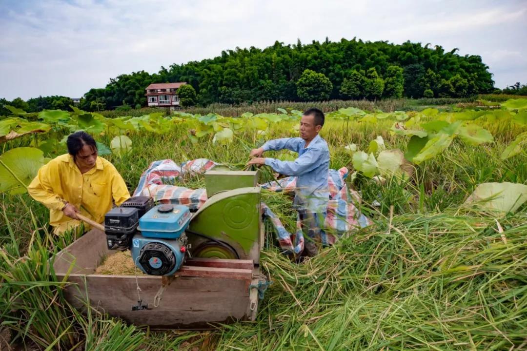 在农村长大的自贡人，赶紧看过来…(图9)