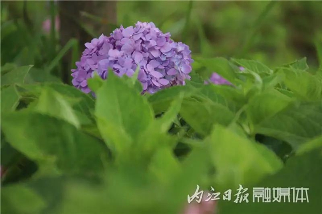 变得不敢相信!内江大自然湿地公园要来啦!(图10) 变得不敢相信!内江大自然湿地公园要来啦!(图10)