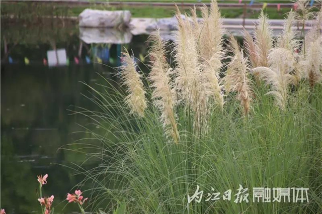 变得不敢相信!内江大自然湿地公园要来啦!(图5) 变得不敢相信!内江大自然湿地公园要来啦!(图5)