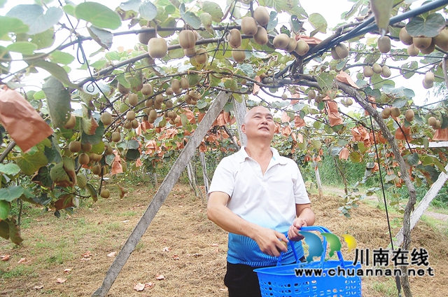纳溪区白节镇：种猕猴桃养猪，生态种养增收多(图3)