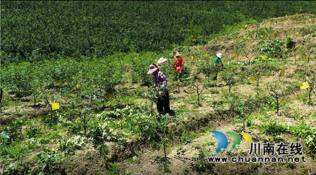 探秘古蔺彰德街道“三宝养成记”：大山里的“麻·辣·鸡”串起大园区(图16)