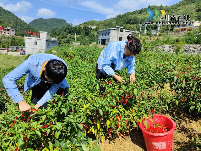 古蔺县石宝镇:朝天椒丰收 “火”了农民的好日子(图2) 古蔺县石宝镇:朝天椒丰收 “火”了农民的好日子(图2)