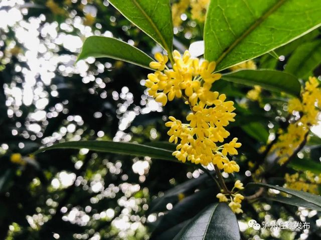 泸州：一年秋意浓，满城桂花香(图2)