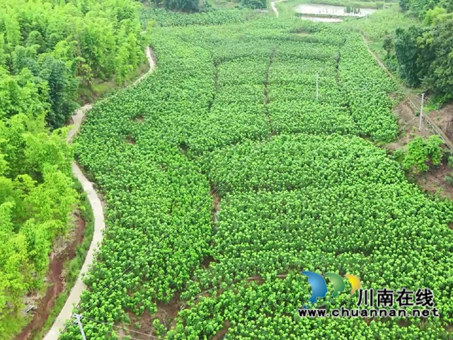 宜宾南溪区长兴镇：蚕桑产业“织”出乡村振兴致富路