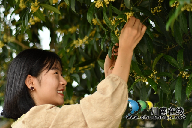古蔺县金兰街道:十里桂香惹人醉,花不醉人人自醉(图4) 古蔺县金兰街道:十里桂香惹人醉,花不醉人人自醉(图4)