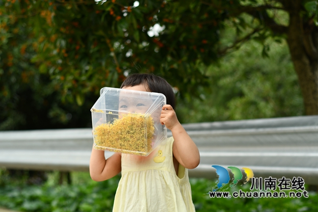 古蔺县金兰街道:十里桂香惹人醉,花不醉人人自醉(图13) 古蔺县金兰街道:十里桂香惹人醉,花不醉人人自醉(图13)
