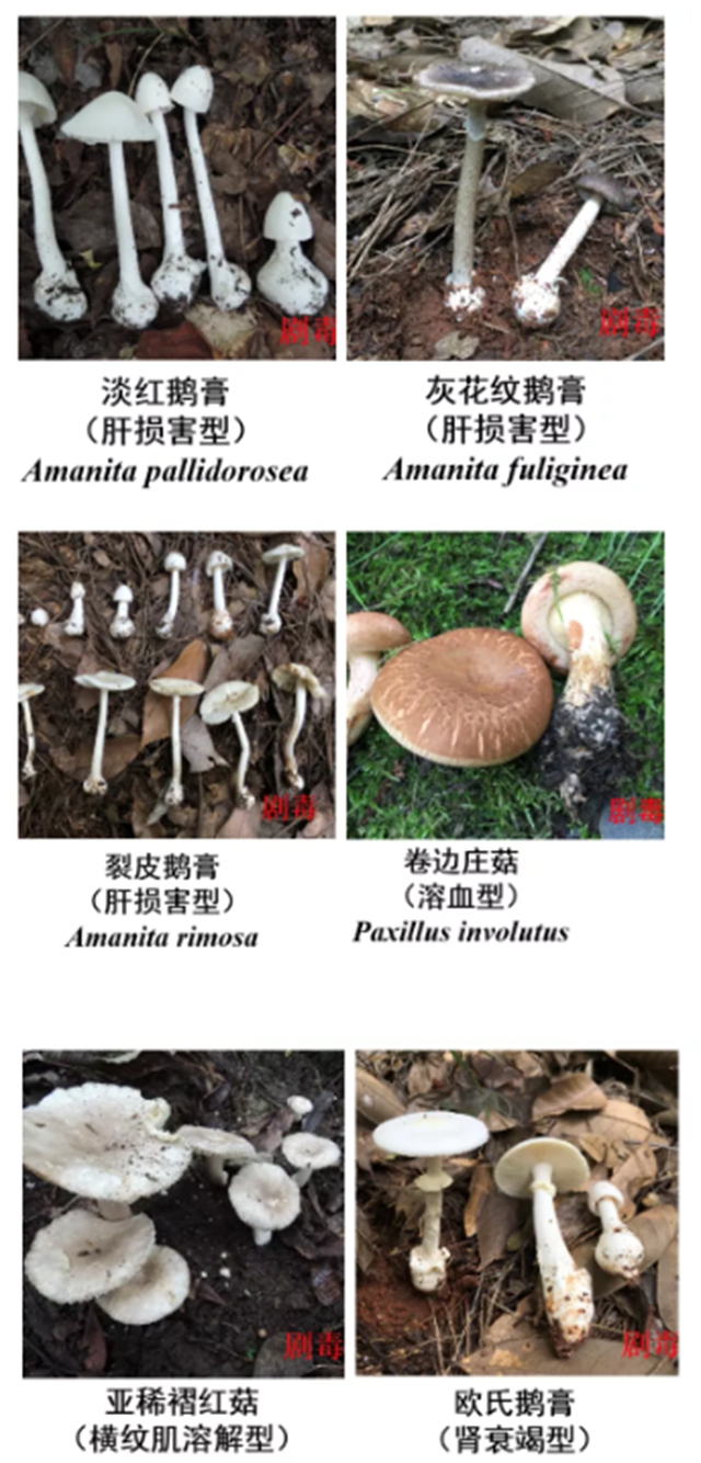 泸州嬢嬢吃“du食”蘑菇，出事儿了……(图8)