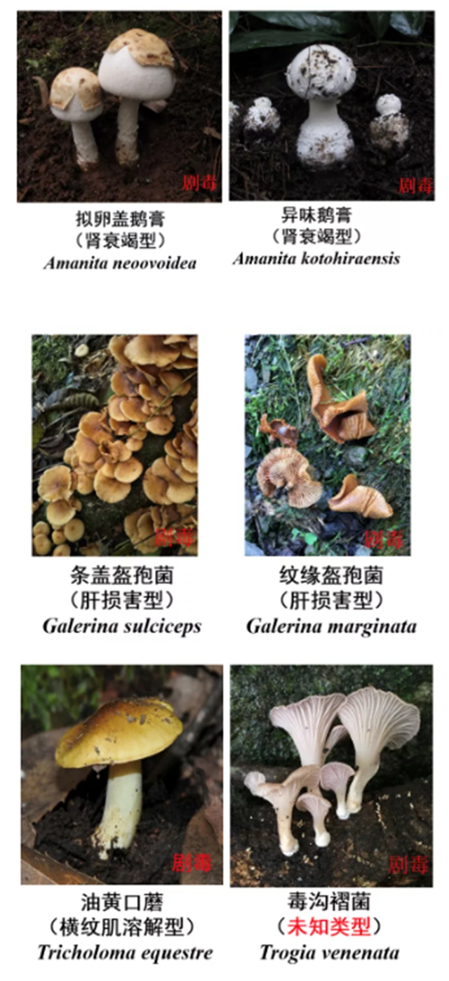 泸州嬢嬢吃“du食”蘑菇，出事儿了……(图9)