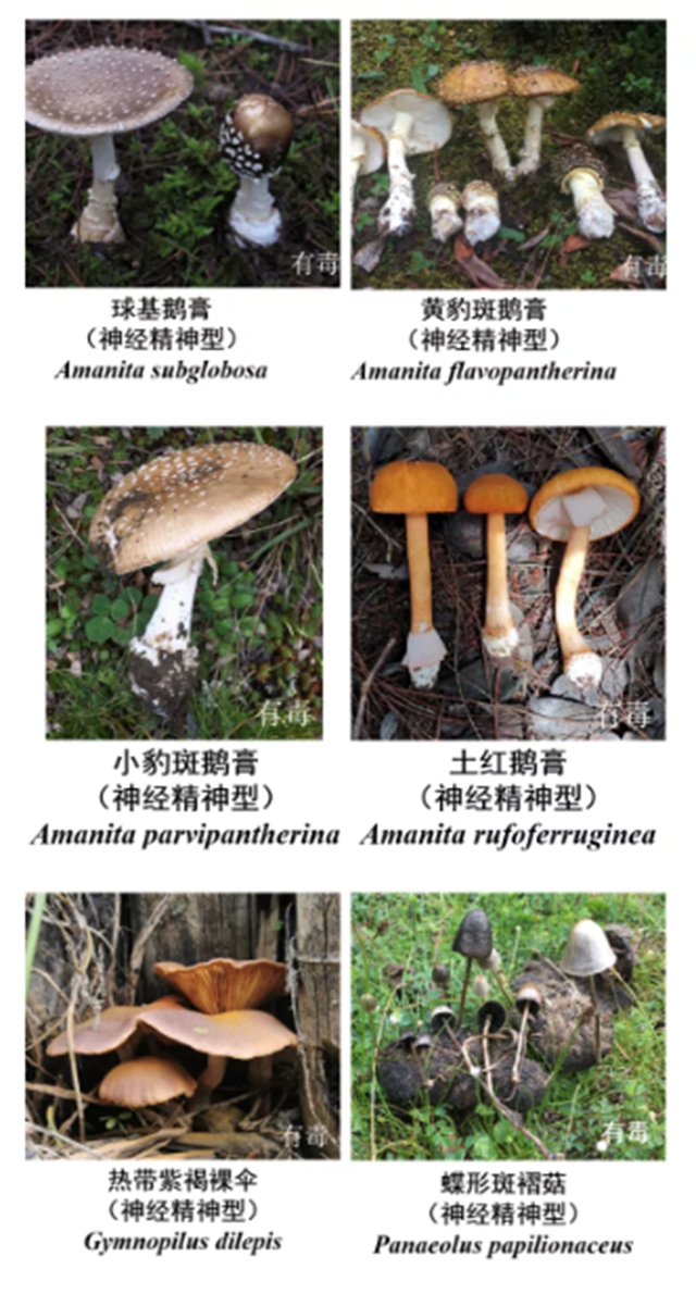 泸州嬢嬢吃“du食”蘑菇，出事儿了……(图10)