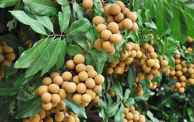 【分享】泸州桂圆熟啦！千万别买这几种？(图1)