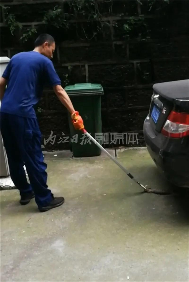 内江这个小区报警：院坝里惊现一条长蛇！