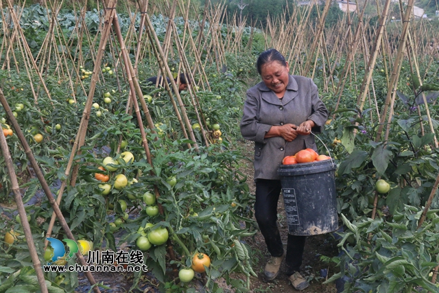 古蔺县箭竹苗族乡高山蔬菜：小产品做成大产业，走出幸福致富路(图8)