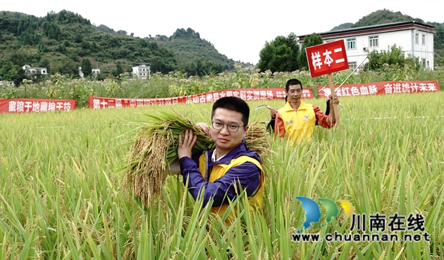 藏粮于地，藏粮于技！国家统计局古蔺调查队“统计开放日”开展实割实测活动(图8)