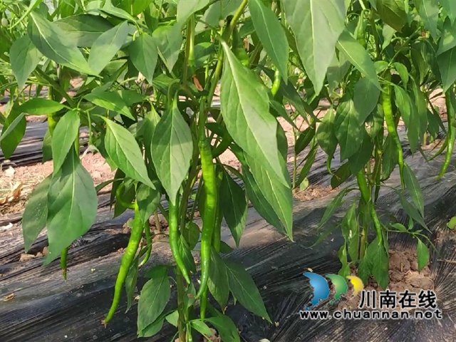 宜宾南溪长兴镇：蔬菜大棚里结出“致富果”
