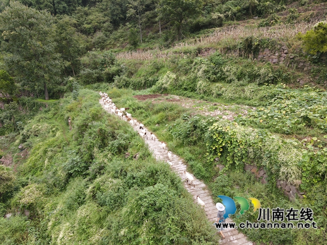 古蔺：好生态变好“钱景”，高山羊跑出致富加速度