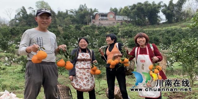 合江县甘雨镇：一年四季有亮点，乡村振兴谱新篇