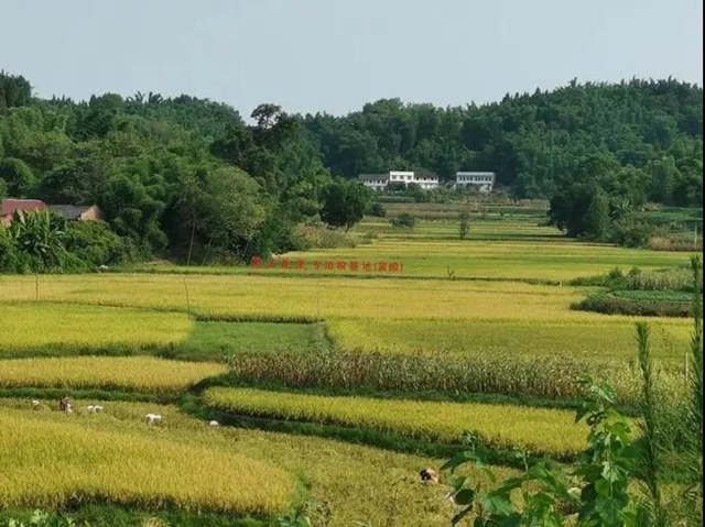 四川五大经济区“十四五”规划出炉，自贡要干这些大事！(图6)