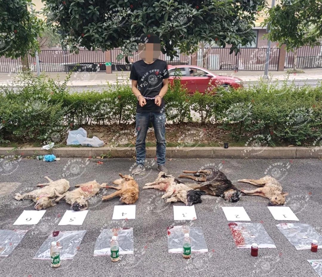 泸州多人痛失爱犬，7名嫌疑人已被抓，作案手段残忍……(图1)