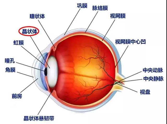 【提醒】躲不过的白内障，究竟何时做才最有效？(图3)