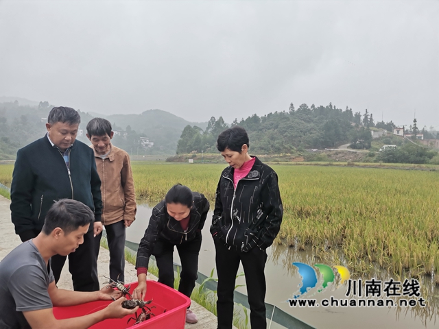 泸县：稻熟蟹肥人欢笑(图4)