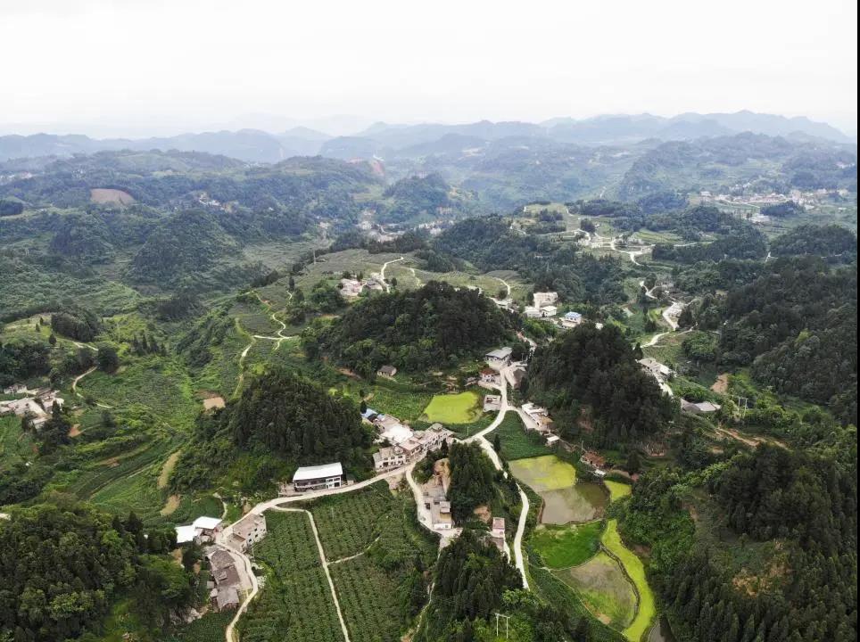 大山里搭起“直播间” ！古蔺东新万亩猕猴桃乘上直播快车