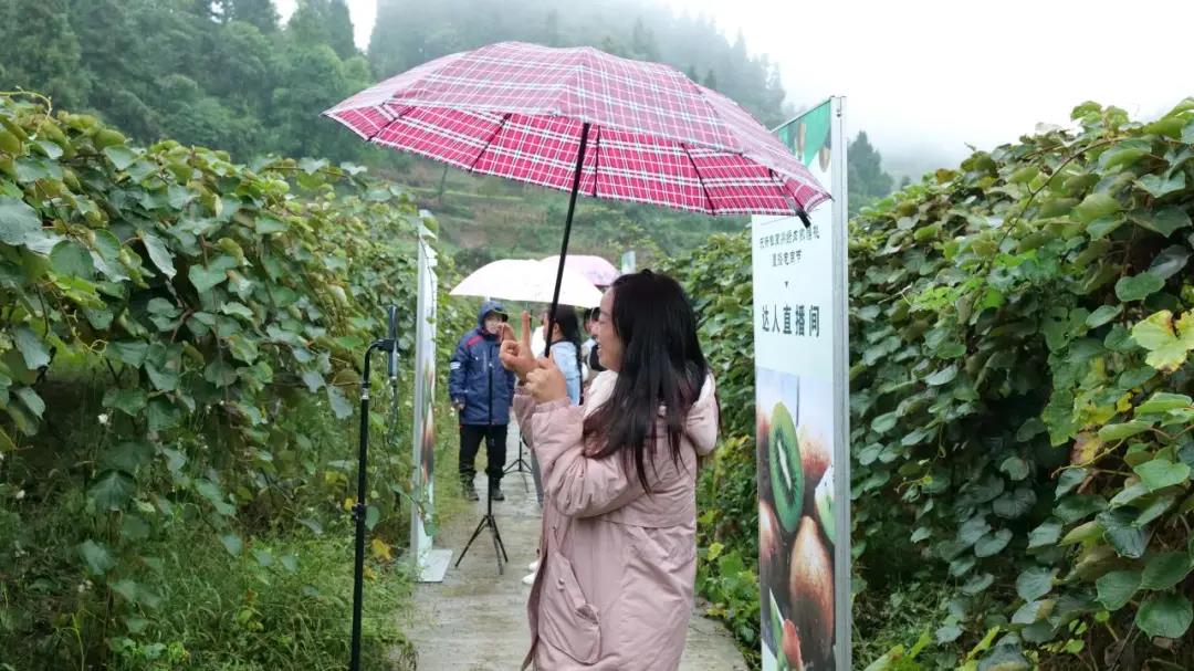 大山里搭起“直播间” ！古蔺东新万亩猕猴桃乘上直播快车(图5)