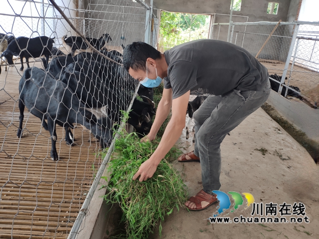 宜宾南溪区长兴镇：“羊”起致富的风帆