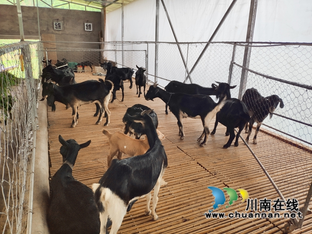 宜宾南溪区长兴镇：“羊”起致富的风帆(图2)