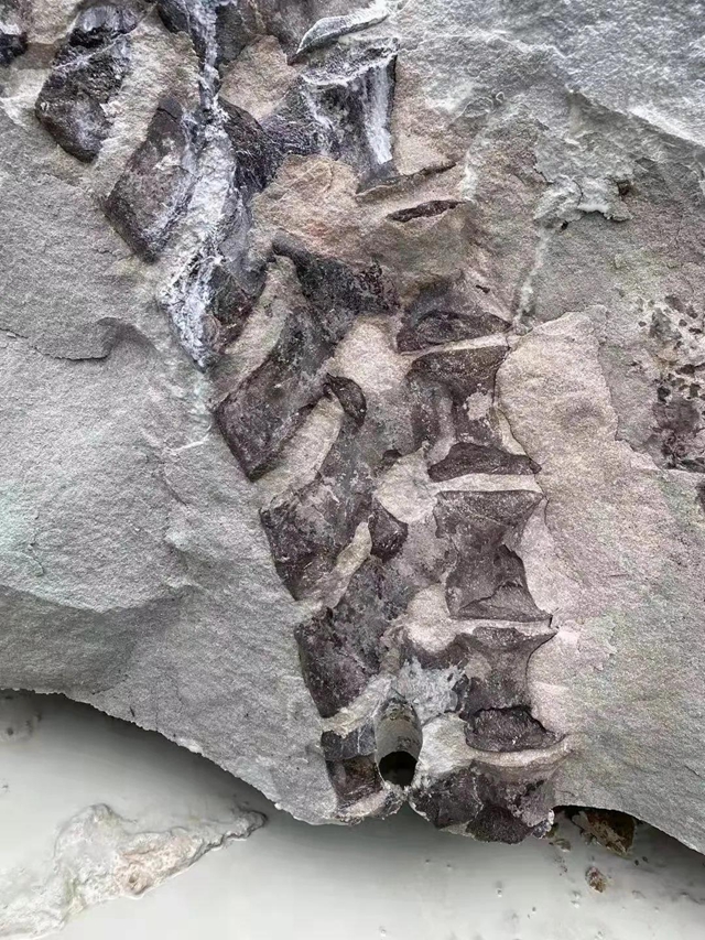 恐龙？还是……隆昌这里一工地挖出巨型骨骼化石(图4)
