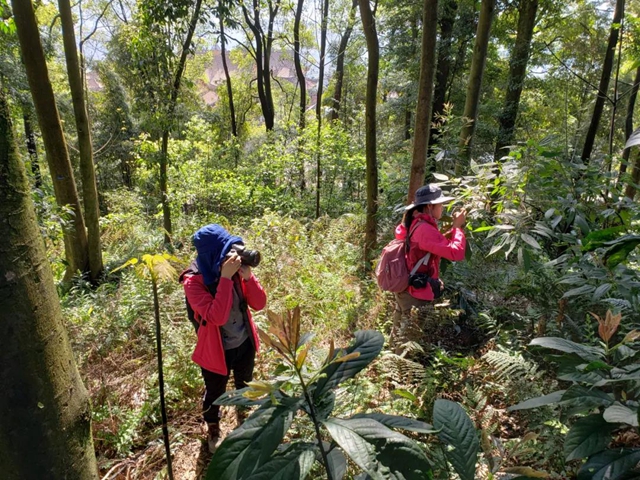 泸州：摸家底，保护野生植物多样性