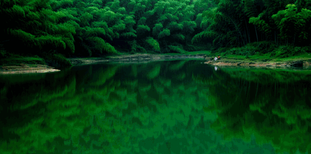宜宾：打造中华竹都，竹林风景线带来“绿金”248亿元(图1)