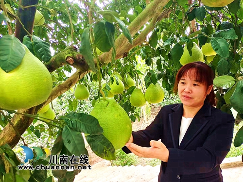纳溪区护国镇：女支书带领村民打通产业奔康路(图1)