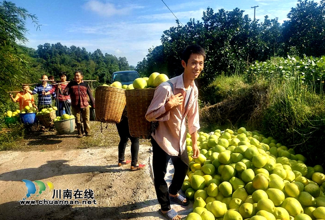 纳溪区护国镇：女支书带领村民打通产业奔康路(图2)