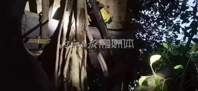 “野外生存”？隆昌两小孩树上生活两天两夜，背后让人深思——