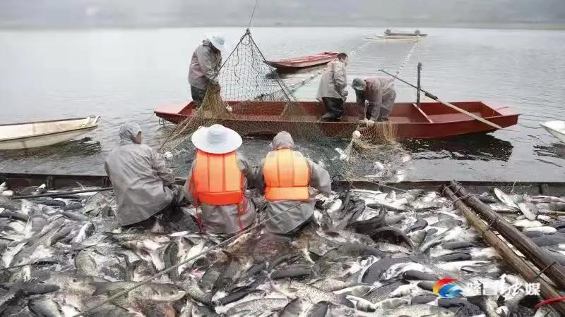 场面震撼！隆昌古宇湖大捕鱼、捕大鱼(图3)