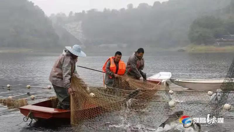 场面震撼！隆昌古宇湖大捕鱼、捕大鱼(图5)