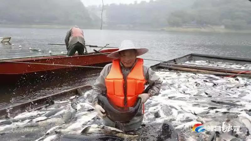 场面震撼！隆昌古宇湖大捕鱼、捕大鱼(图6)