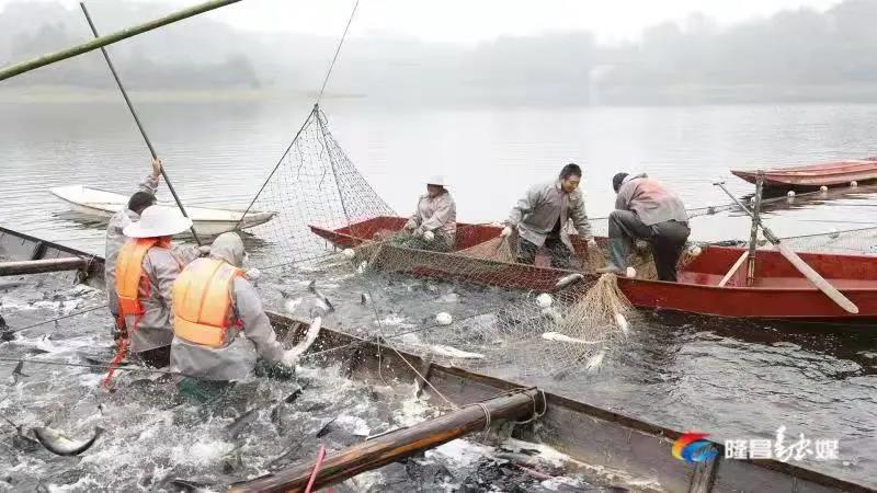 场面震撼！隆昌古宇湖大捕鱼、捕大鱼(图7)