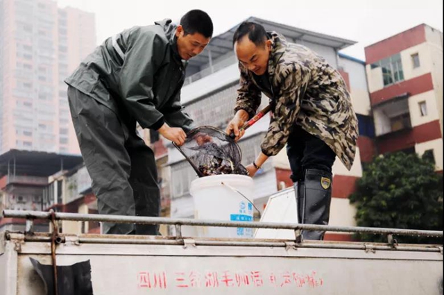 龙马潭:120余万尾鱼苗放流天然水域!(图1) 龙马潭:120余万尾鱼苗放流天然水域!(图1)