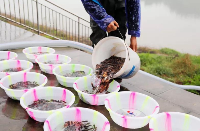 龙马潭:120余万尾鱼苗放流天然水域!(图5) 龙马潭:120余万尾鱼苗放流天然水域!(图5)