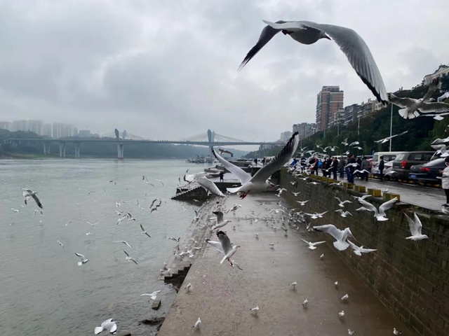 飞越千山万水 这些“网红”再赴泸州“东门口之约”(图7) 飞越千山万水 这些“网红”再赴泸州“东门口之约”(图7)